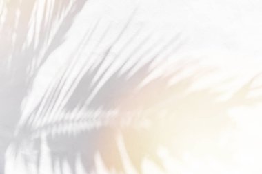 Beyaz beton duvar arka planında kopya alanı ile plam izinlerinin gölgesi