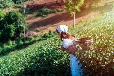 Yeşil çay tomurcuğu toplayan çiftçi ve yumuşak ışıklı taze yapraklar, çay tarlası