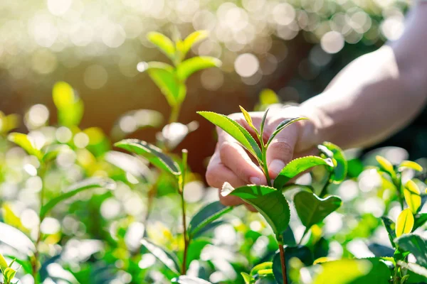 Petani Memetik Daun Teh Hijau Dan Daun Segar Dengan Cahaya — Stok Foto