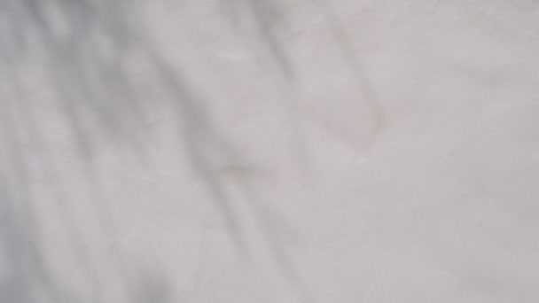Ombra Foglie Palma Sfondo Muro Cemento Bianco Con Spazio Copia — Video Stock