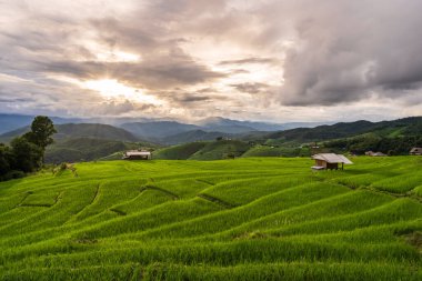 Pa Pong Pieng, Chiangmai Tayland 'daki güzel yeşil pirinç tarlaları.