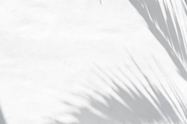 Beyaz beton duvar arka planında kopya alanı ile plam izinlerinin gölgesi