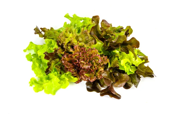 Idroponica vegetale — Foto Stock