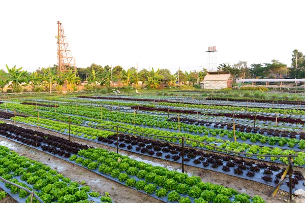 Granja hidropónica — Foto de Stock