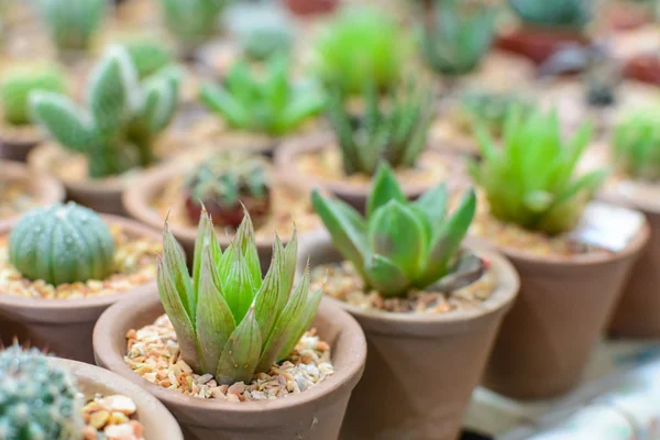 Cerrar la planta de cactus en maceta — Foto de Stock