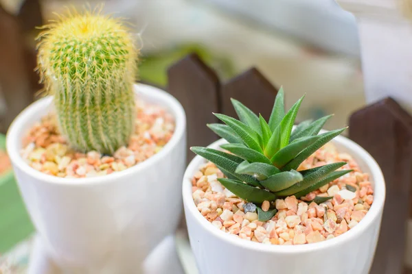 Fermer la plante de cactus dans le pot de fleurs — Photo