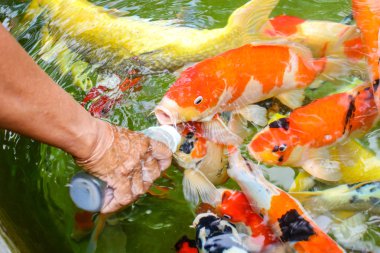 besleme sazan balık