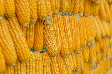 Mısır asılı kurutulmuş