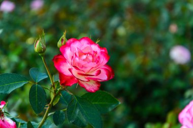 kırmızı gül çiçek