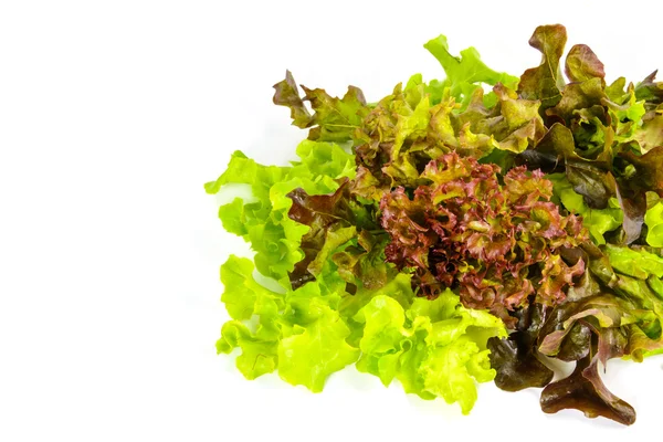 Sayuran hidroponik — Stok Foto
