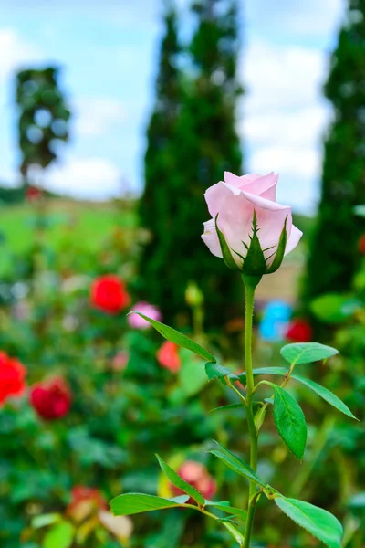Close-up van roze roos — Stockfoto