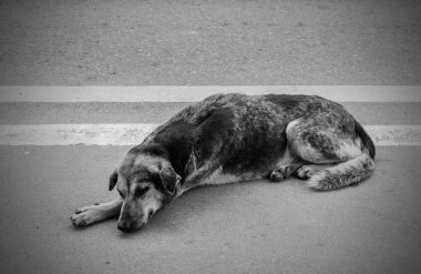 Evsiz sokak köpeği