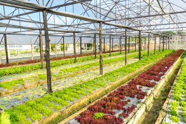 Organik hydroponic çiftlik