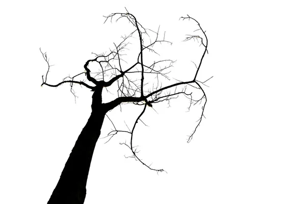 Силуэт дерева изолирован на белом — стоковое фото