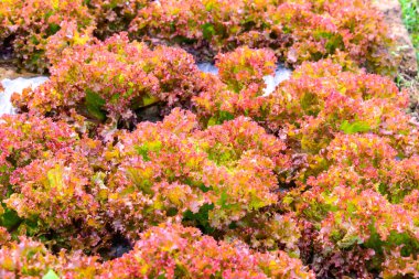 Organik hydroponic sebze yakın çekim