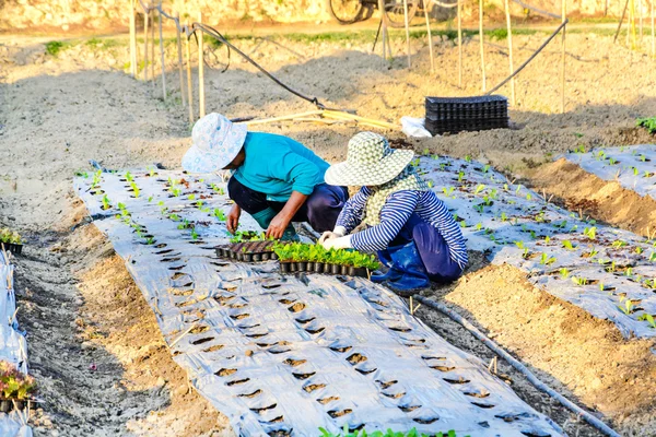 Азиатский фермер, работающий на гидропонной овощной ферме — стоковое фото