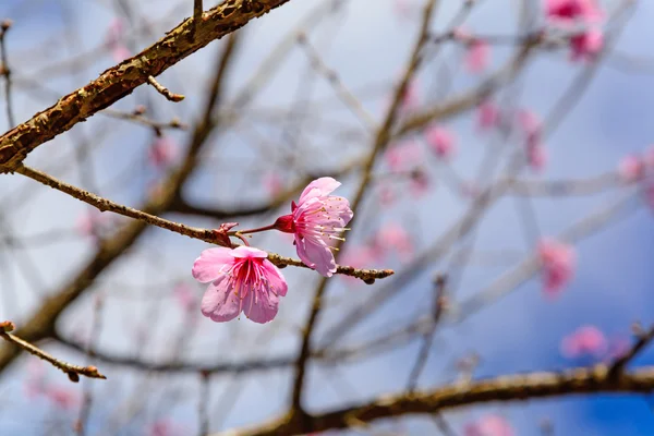 Cherry blossom or sakura flowers with blue sky — Stock Photo, Image