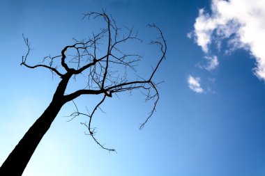 Ağaç silueti