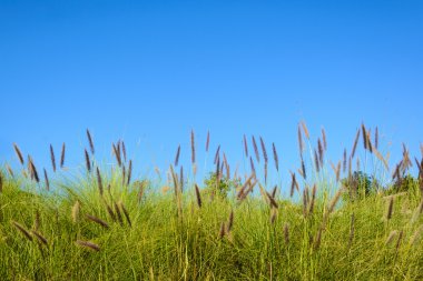 Mavi gökyüzü ile çimen çiçek