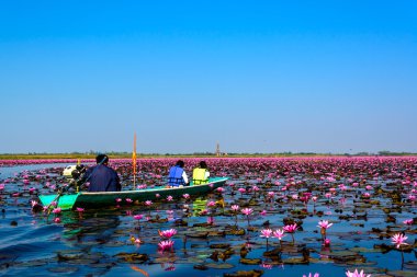 Deniz pembe Lotus Udon Thani, Tayland