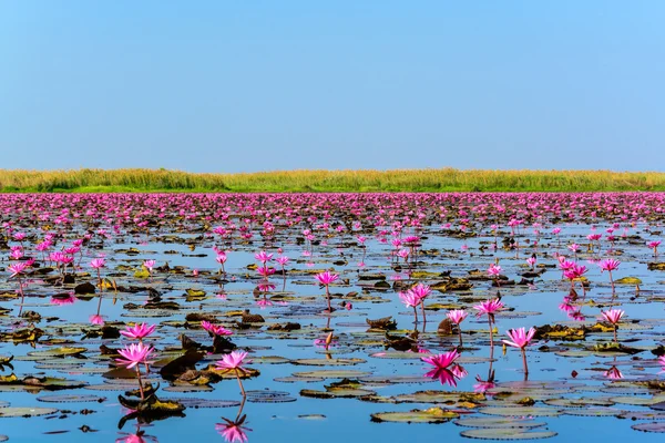 Rosa Lotusmeer in udon thani, thailand — Stockfoto