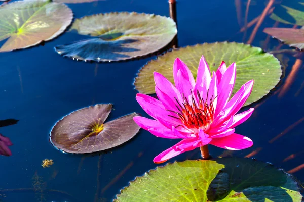 Close up of pink lotus — Stock Photo, Image