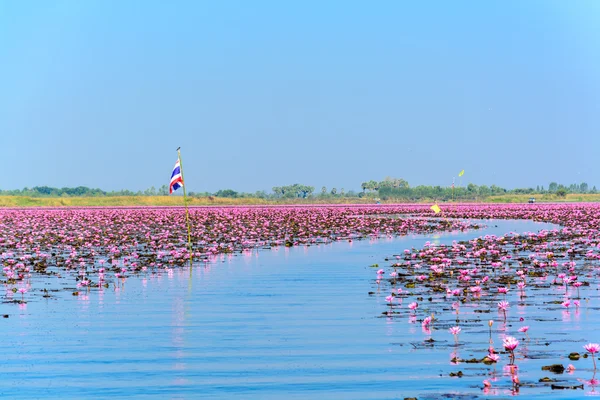 Moři Růžový lotos v Udon Thani, Thajsko — Stock fotografie