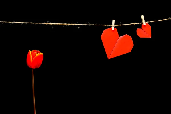 Сердца на День Святого Валентина и красный тюльпан — стоковое фото