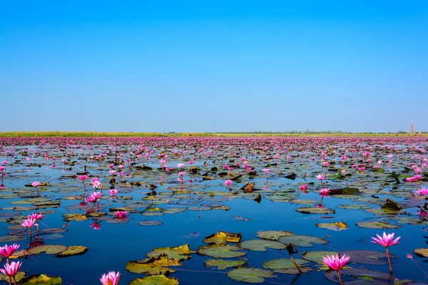 Moři Růžový lotos v Udon Thani, Thajsko — Stock fotografie