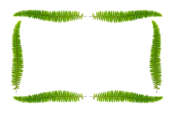 Frunze cadru izolat pe alb — Fotografie, imagine de stoc