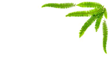 Yaprak çerçeve üzerinde beyaz izole