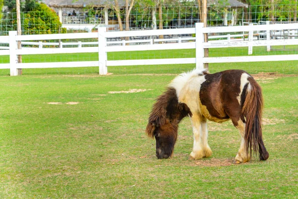 Brauner Pony — Stockfoto