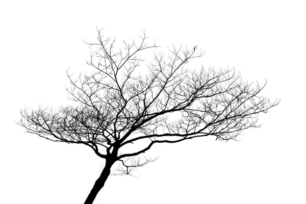 孤立的孤独的树的剪影 — 图库照片