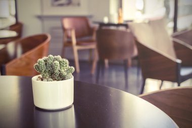 Bir odada küçük kaktüs