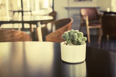 Bir odada küçük kaktüs