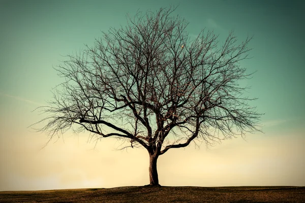 Einsamer toter Baum mit Himmel — Stockfoto