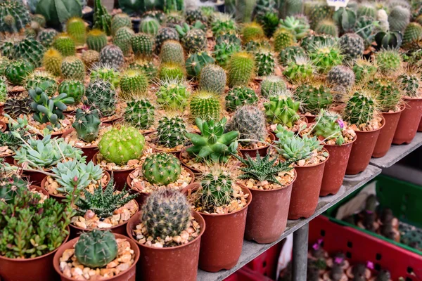 Varios de pequeña planta y cactus — Foto de Stock