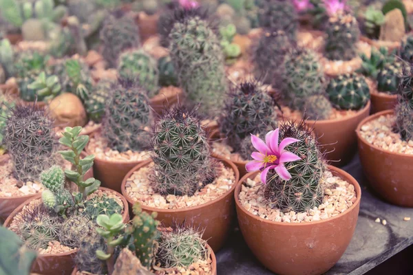 Różne małe rośliny i kaktus — Zdjęcie stockowe