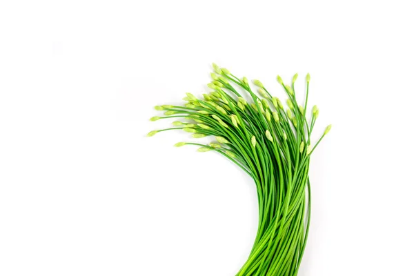 Sarımsak chives veya beyaz izole Allium tuberosum — Stok fotoğraf