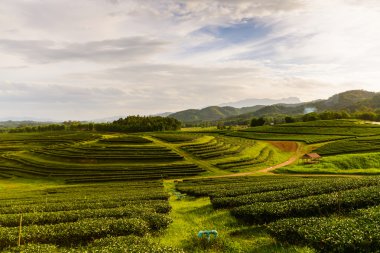tea plantation landscape with sunrise