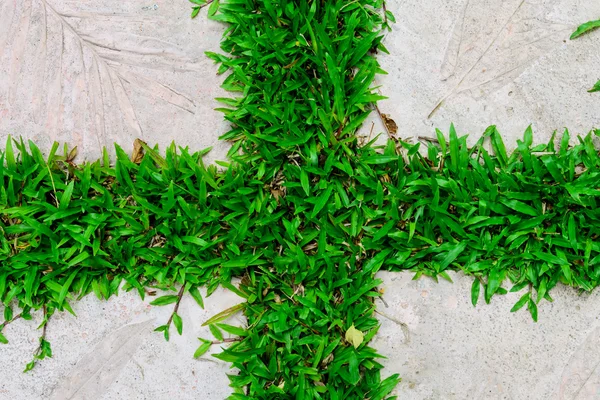 Rumput dengan tapak batu — Stok Foto