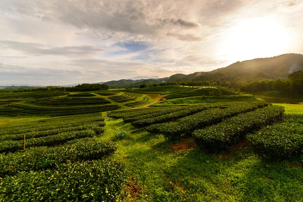 Paysage de plantation de thé avec lever de soleil — Photo