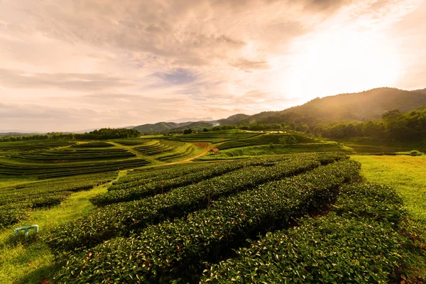 Tea plantation landscape with sunrise — 스톡 사진