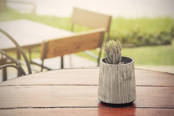 Small cactus on wooden table in the garden — Zdjęcie stockowe