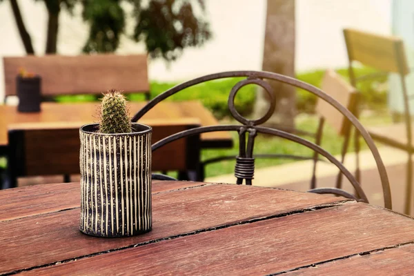 Kleiner Kaktus auf Holztisch im Garten — Stockfoto