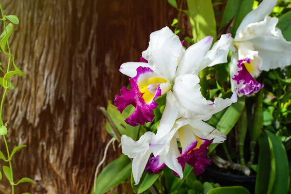 Bella orchidea viola e bianca fioritura — Foto Stock