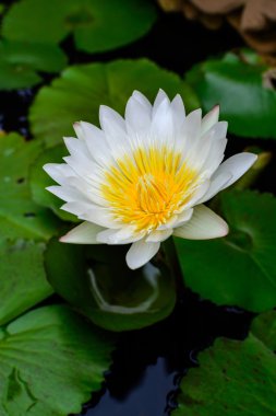 Güzel beyaz lotus (nilüfer) 