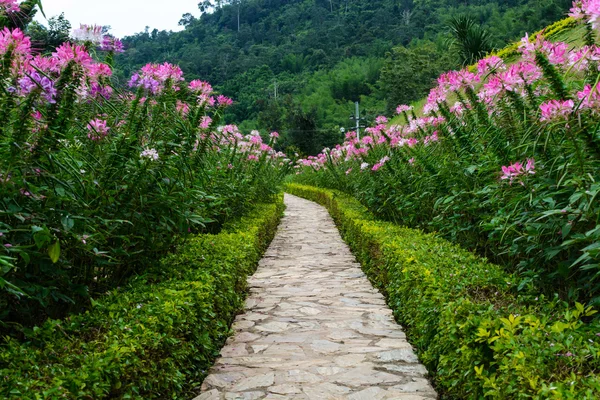 Footpath in the garden with beautiful flower — Stock Photo, Image