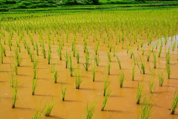 Jeunes pousses de riz prêtes à pousser dans la rizière — Photo