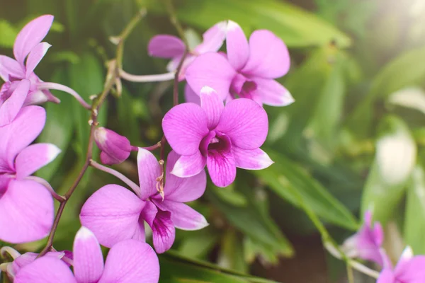 Bellissimo fiore viola orchidea — Foto Stock